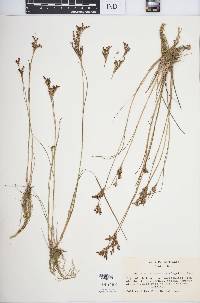 Juncus brevicaudatus image