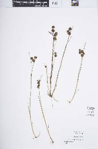 Juncus nodosus image