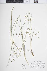 Juncus subcaudatus image