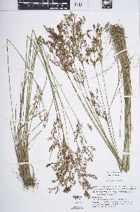 Juncus anthelatus image