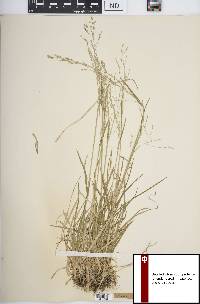 Poa alsodes image