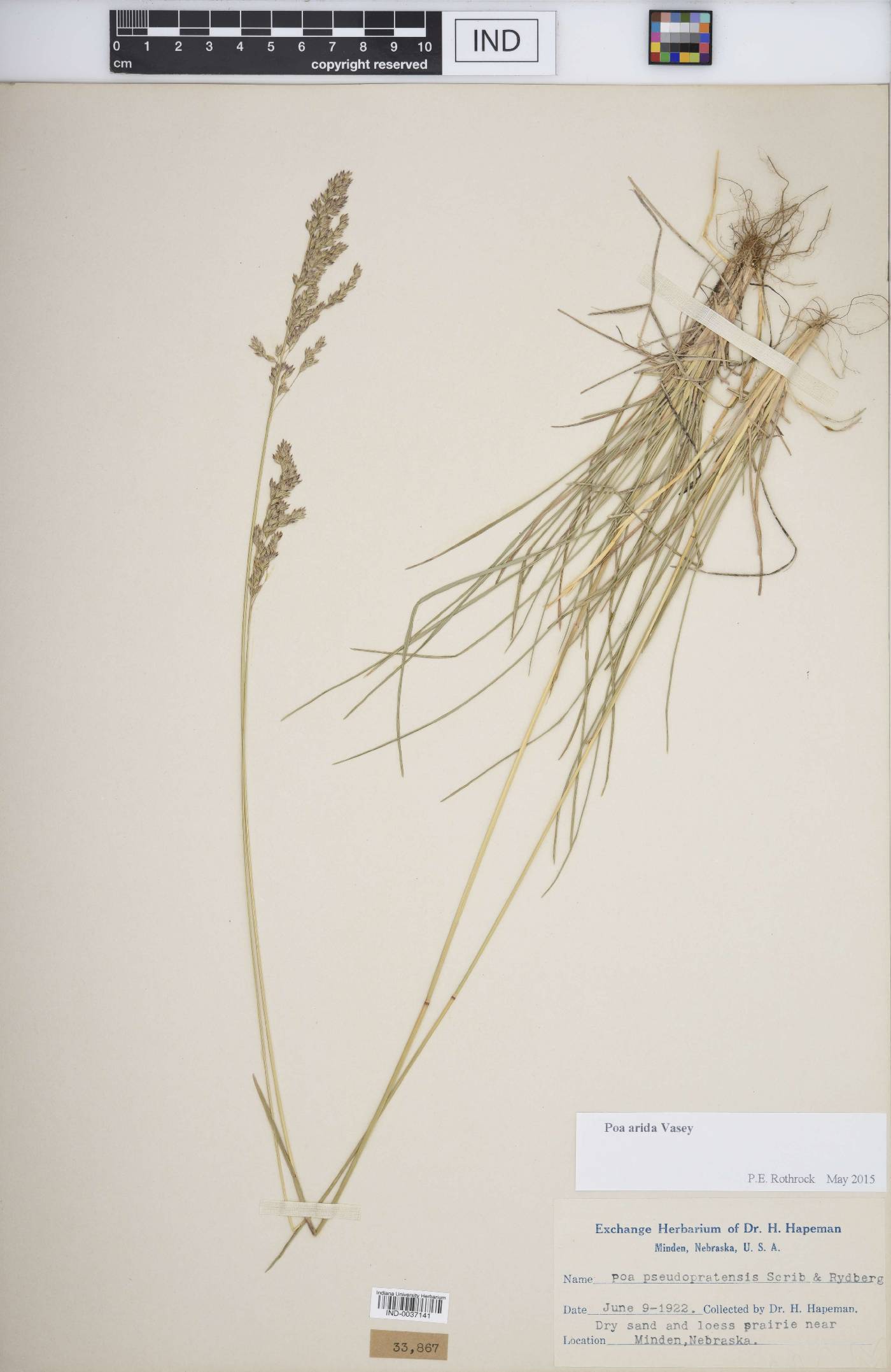 Poa arida image