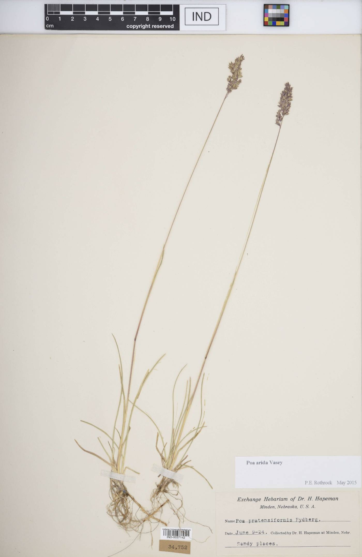 Poa arida image