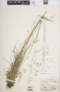 Poa autumnalis image