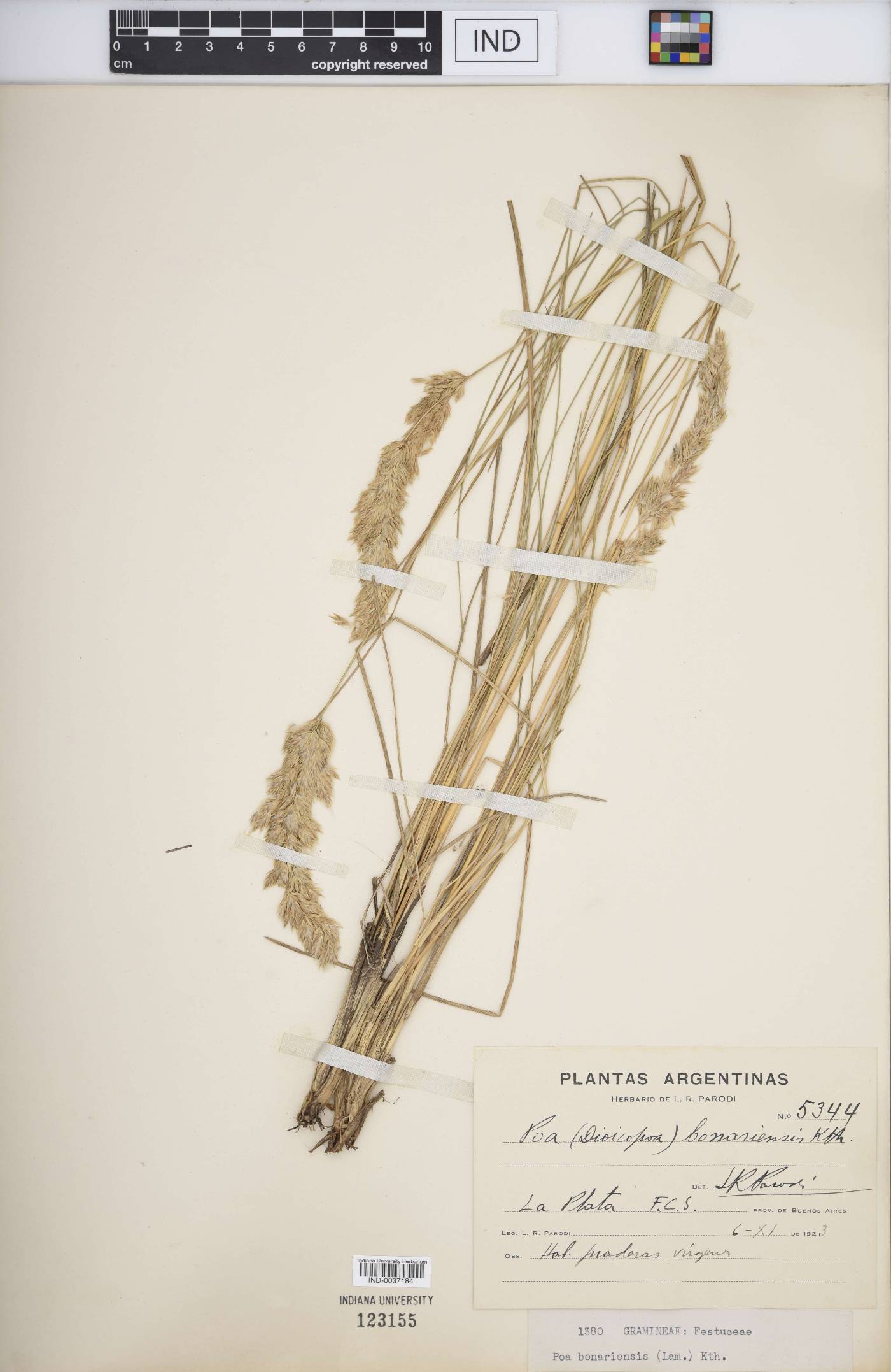 Poa bonariensis image