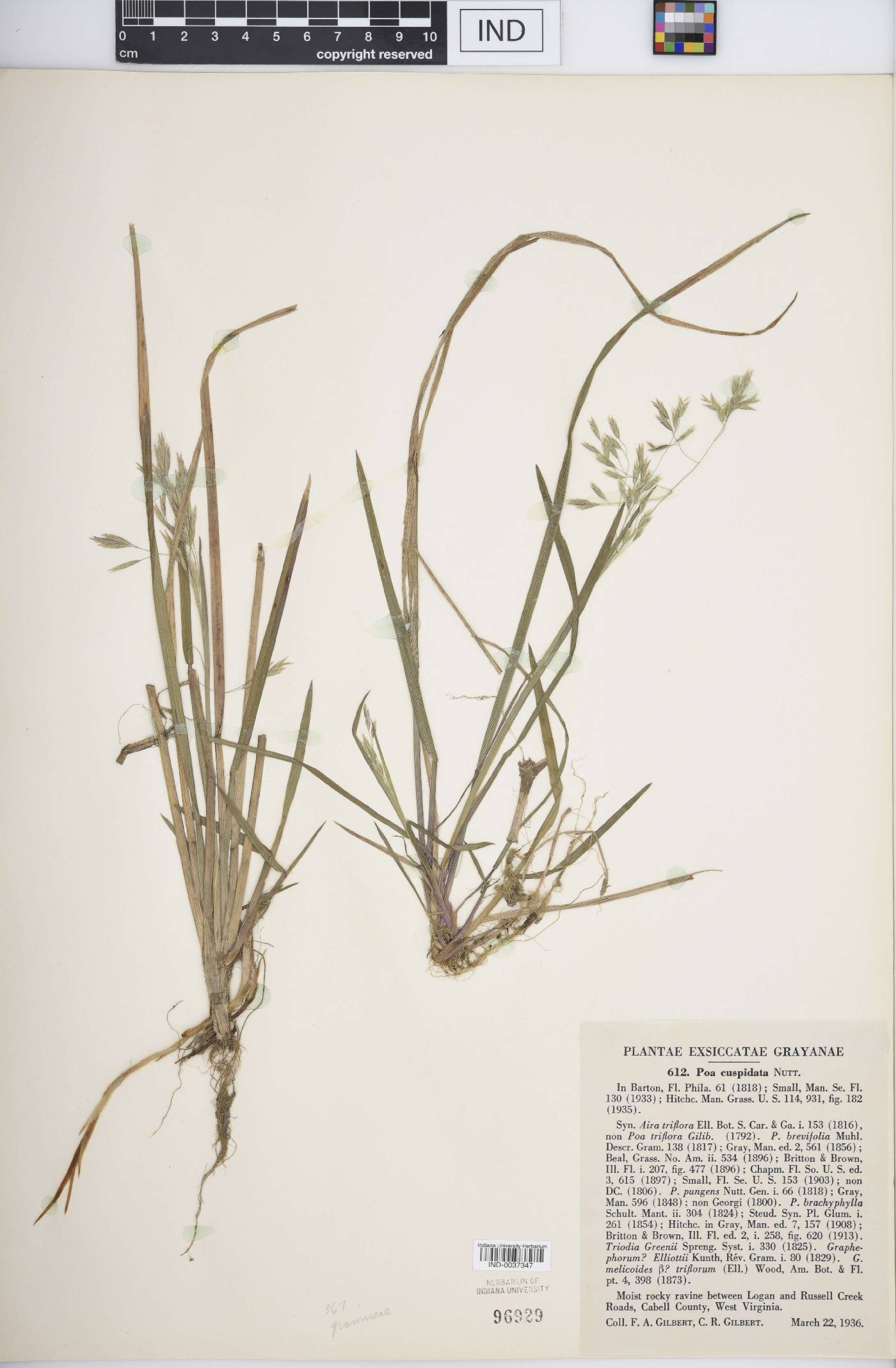 Poa cuspidata image