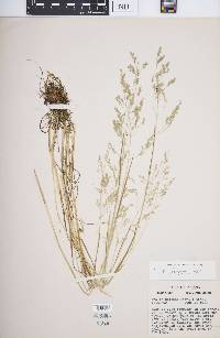 Poa paludigena image