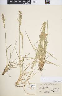 Poa wheeleri image