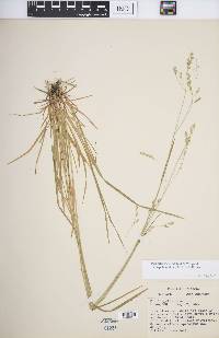 Poa saltuensis subsp. languida image