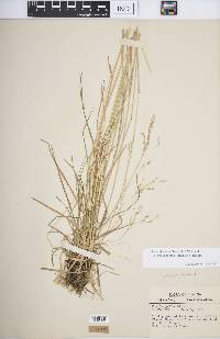 Poa saltuensis subsp. languida image