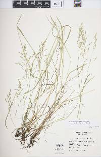 Poa saltuensis subsp. languida image