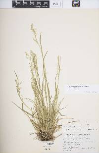 Poa saltuensis subsp. saltuensis image