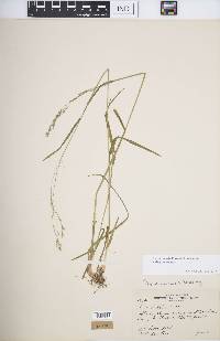 Poa saltuensis subsp. saltuensis image