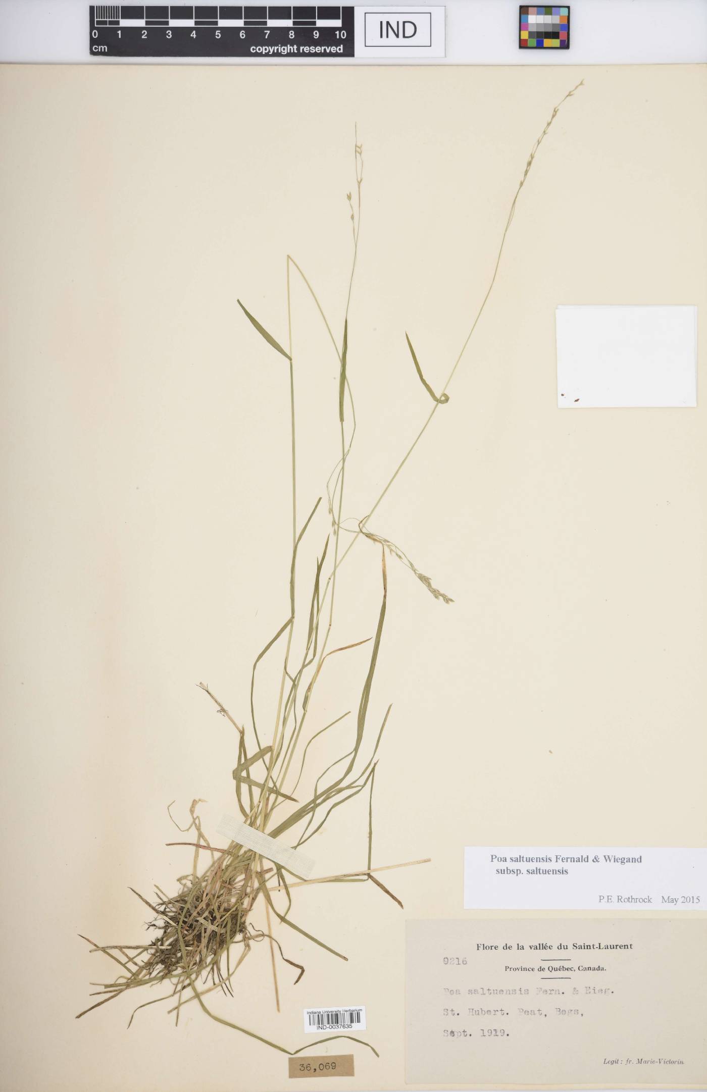 Poa saltuensis subsp. saltuensis image