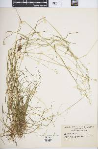 Poa sylvestris image