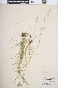 Poa sylvestris image