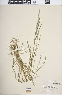 Poa sylvestris image