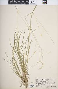 Poa sylvestris image