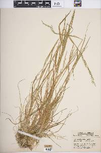 Poa sylvestris image