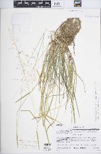 Poa sylvestris image