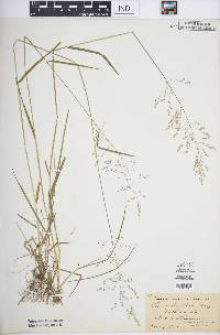 Poa sylvestris image