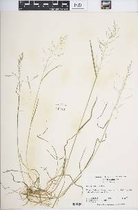 Poa sylvestris image