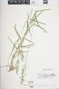 Poa trivialis image