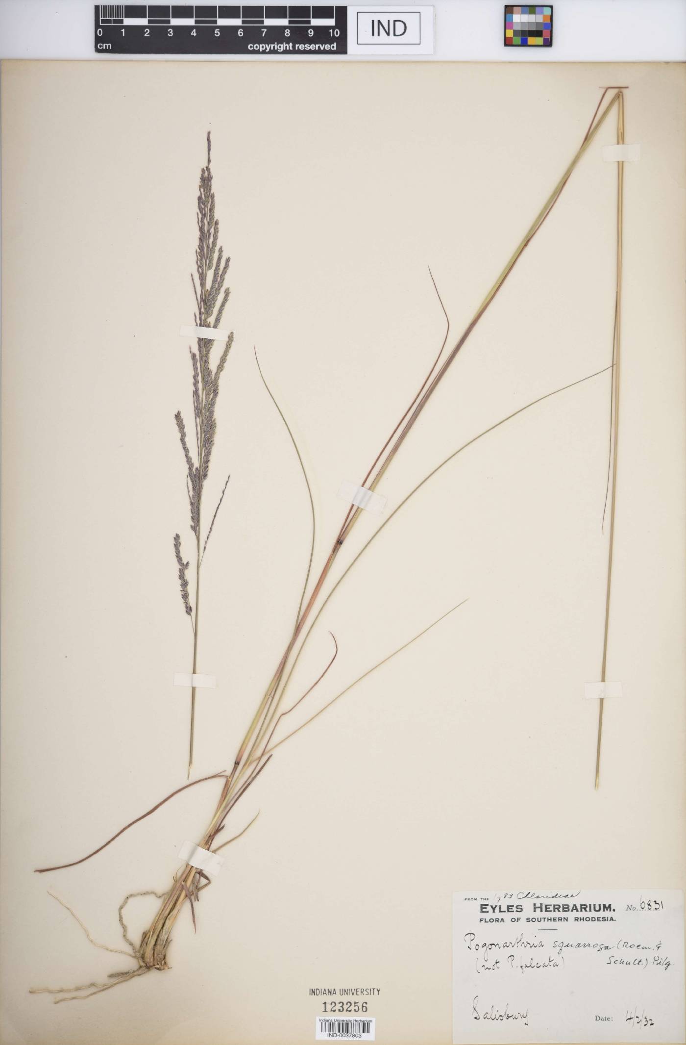 Pogonarthria squarrosa image