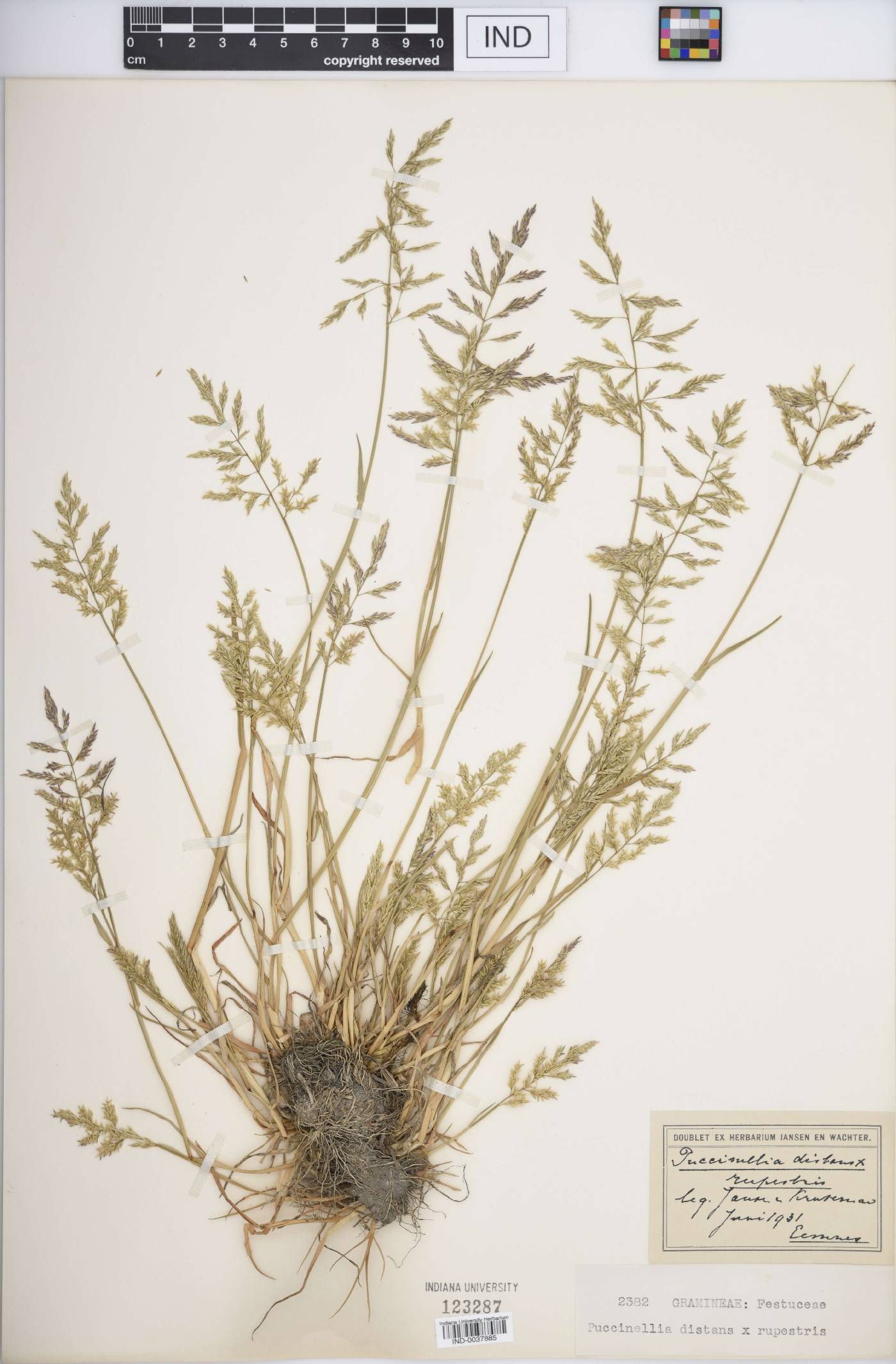 Puccinellia F1 hybrid image
