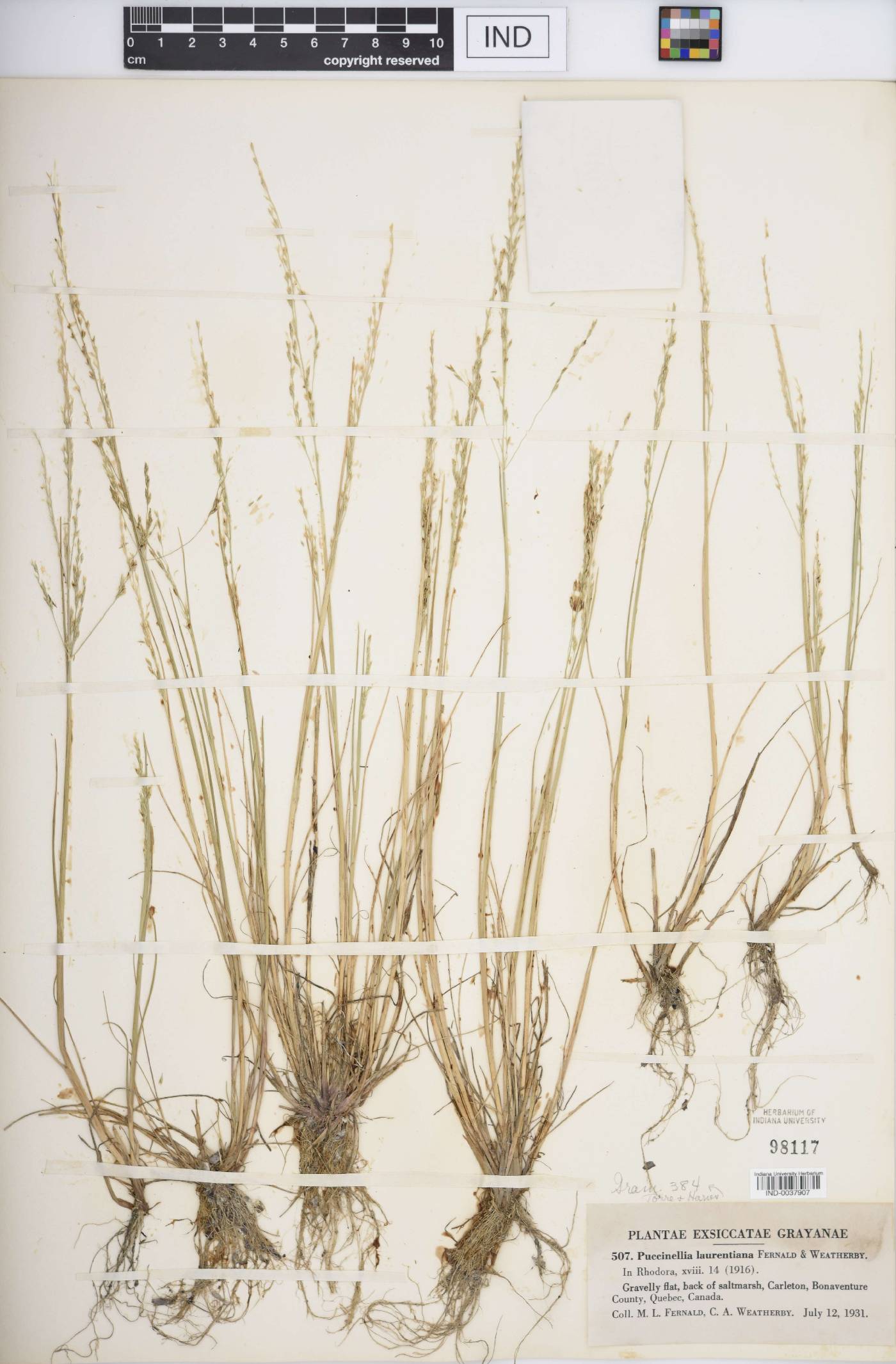 Puccinellia laurentiana image