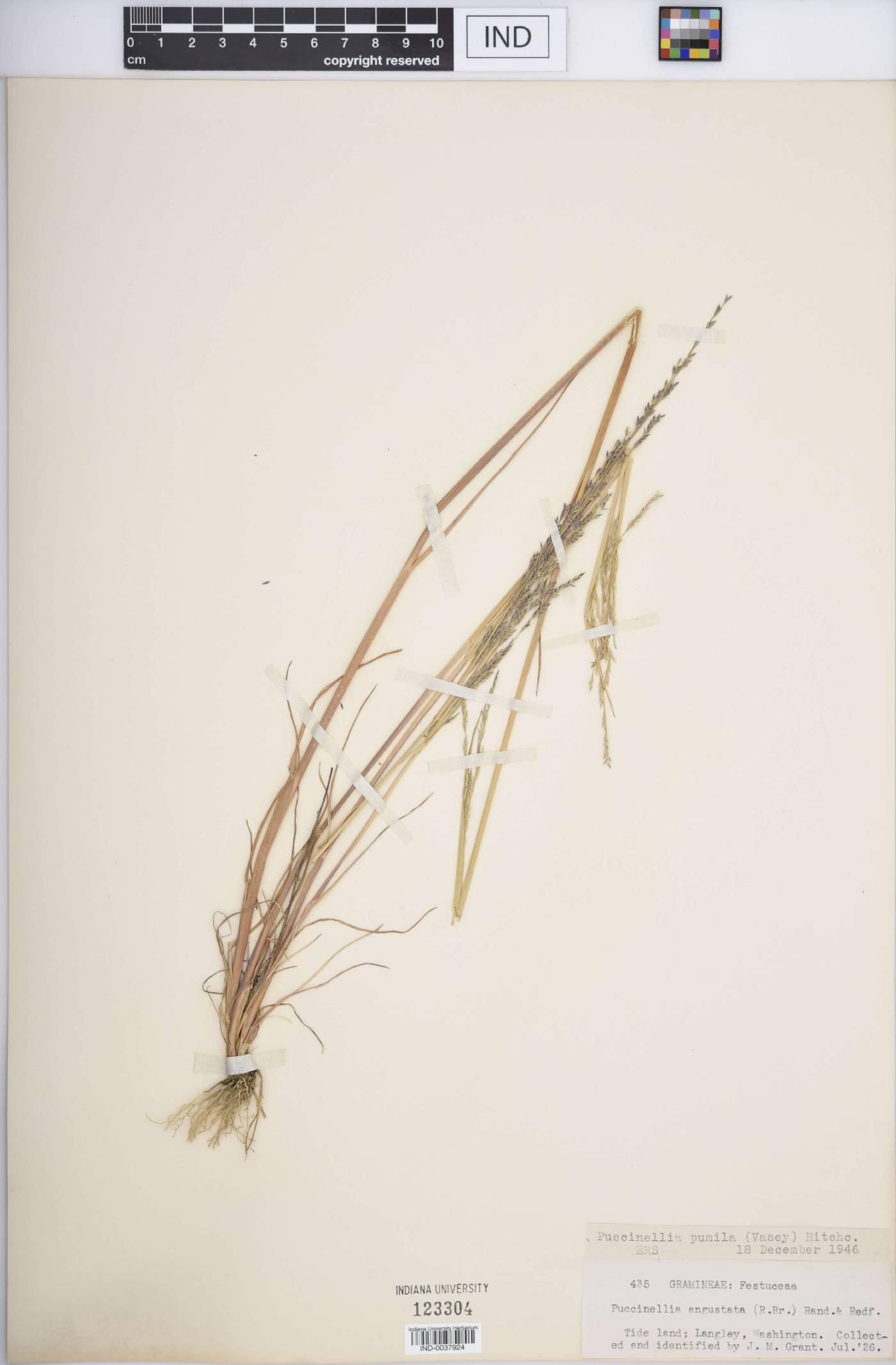 Puccinellia pumila image