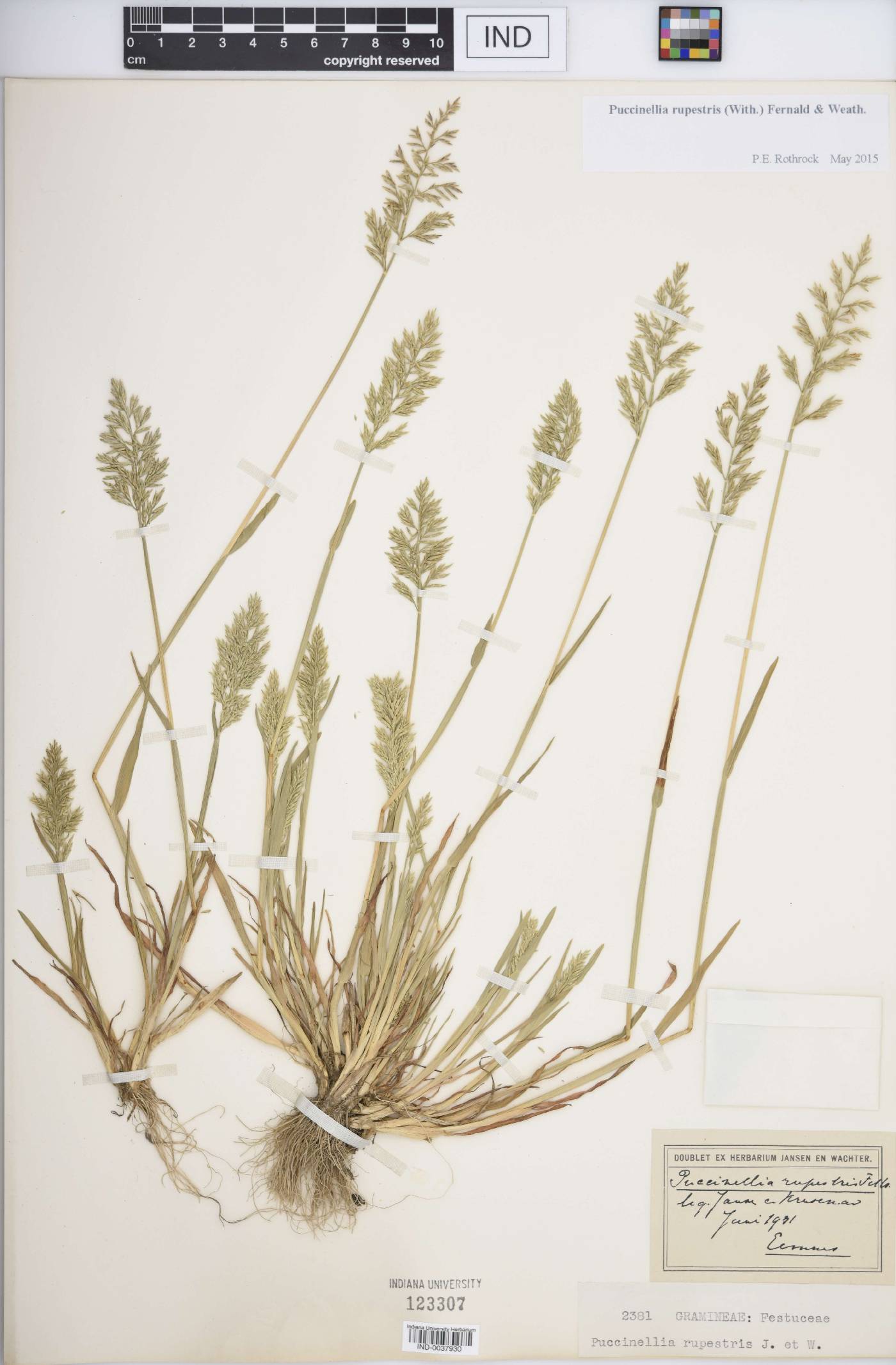 Puccinellia rupestris image