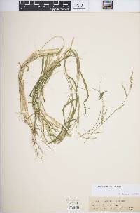 Rugoloa pilosa image
