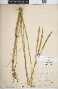 Pascopyrum smithii image