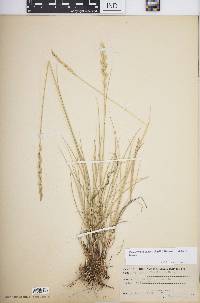 Pascopyrum smithii image