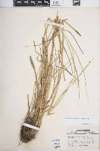 Panicum geminatum image