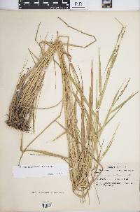 Panicum geminatum image