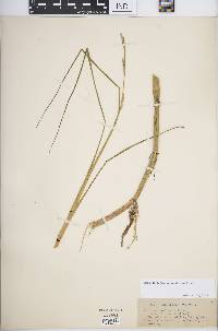 Panicum geminatum image