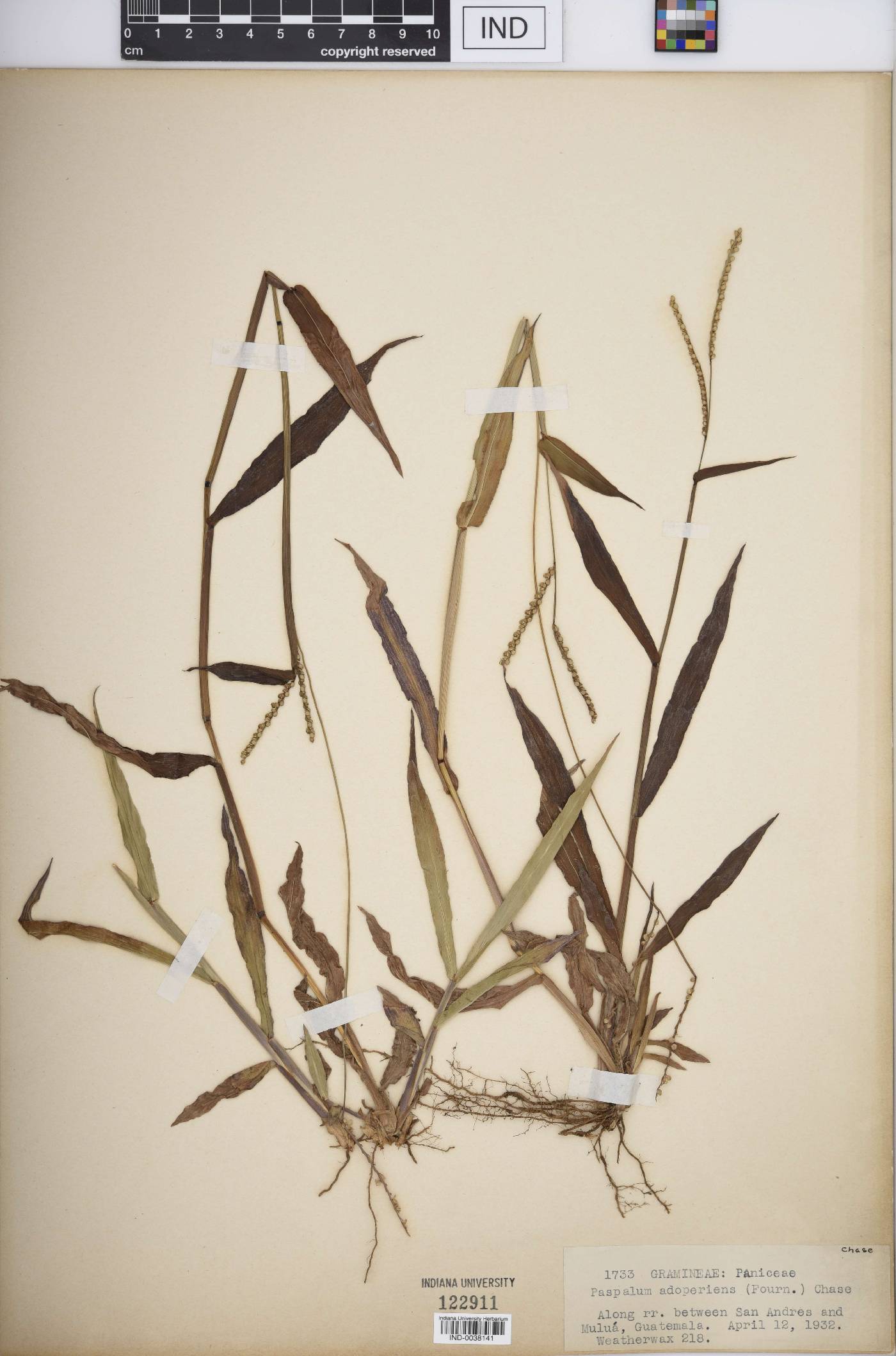 Paspalum adoperiens image