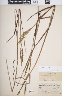 Paspalum laeve image