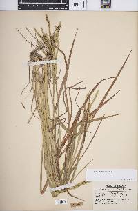 Paspalum laeve image