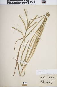 Paspalum laeve image