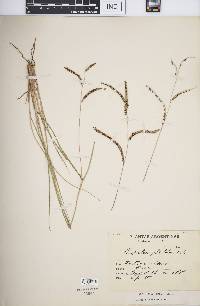 Paspalum plicatulum image