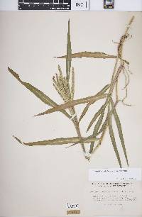 Paspalum pubiflorum image