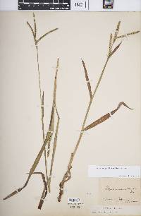 Paspalum pubiflorum image