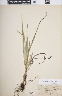 Paspalum setaceum var. muhlenbergii image