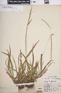 Paspalum setaceum var. muhlenbergii image