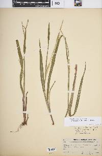Paspalum setaceum var. muhlenbergii image