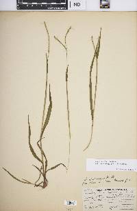 Paspalum setaceum var. muhlenbergii image