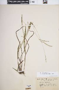 Paspalum setaceum var. muhlenbergii image